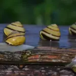 Er det nødvendigt at tilføje gødning til jorden i min højbedsramme?